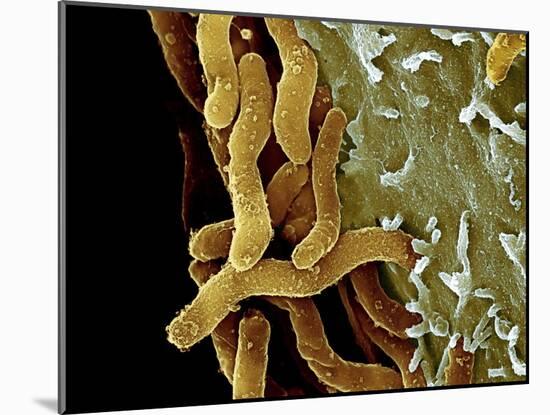 Helicobacter Pylori Bacteria, SEM-Science Photo Library-Mounted Photographic Print