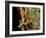 Helicobacter Pylori Bacteria, SEM-Science Photo Library-Framed Photographic Print