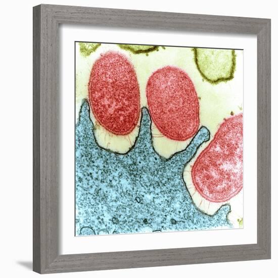 Helicobacter Pylori Bacteria, TEM-Science Photo Library-Framed Premium Photographic Print