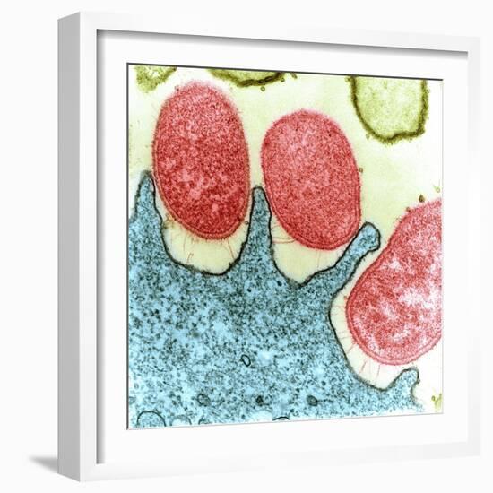 Helicobacter Pylori Bacteria, TEM-Science Photo Library-Framed Premium Photographic Print