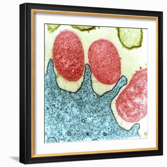 Helicobacter Pylori Bacteria, TEM-Science Photo Library-Framed Premium Photographic Print