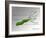 Helicobacter Pylori, Illustration-Gwen Shockey-Framed Giclee Print