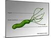 Helicobacter Pylori, Illustration-Gwen Shockey-Mounted Giclee Print