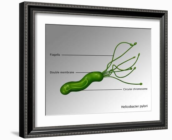 Helicobacter Pylori, Illustration-Gwen Shockey-Framed Giclee Print