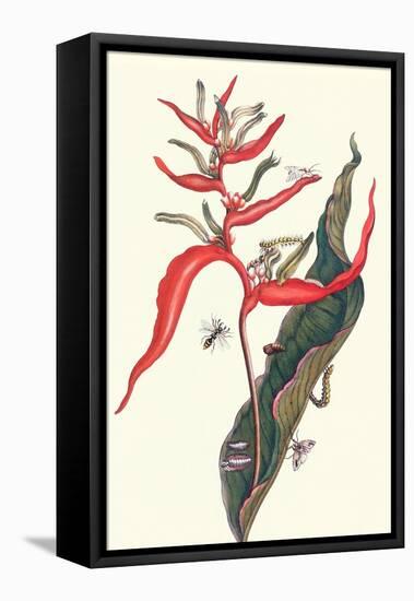 Heliconia and Potter Wasp-Maria Sibylla Merian-Framed Stretched Canvas
