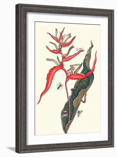 Heliconia and Potter Wasp-Maria Sibylla Merian-Framed Art Print