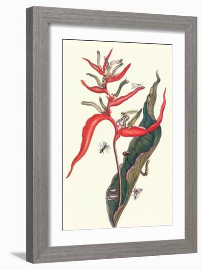 Heliconia and Potter Wasp-Maria Sibylla Merian-Framed Art Print