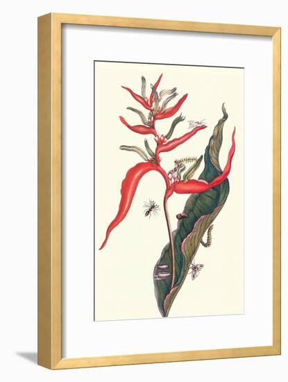 Heliconia and Potter Wasp-Maria Sibylla Merian-Framed Art Print