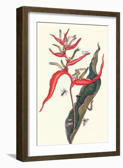 Heliconia and Potter Wasp-Maria Sibylla Merian-Framed Art Print