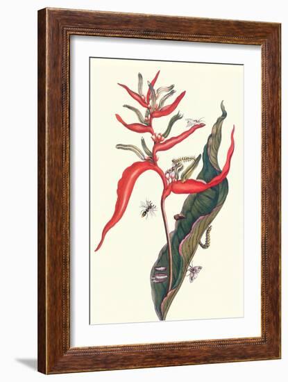 Heliconia and Potter Wasp-Maria Sibylla Merian-Framed Art Print