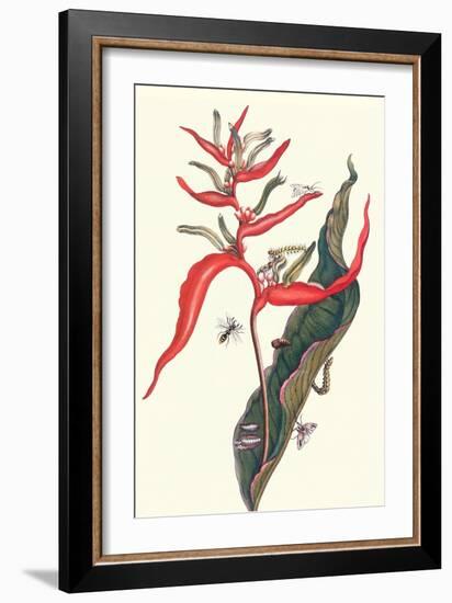 Heliconia and Potter Wasp-Maria Sibylla Merian-Framed Art Print