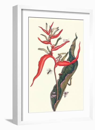 Heliconia and Potter Wasp-Maria Sibylla Merian-Framed Art Print