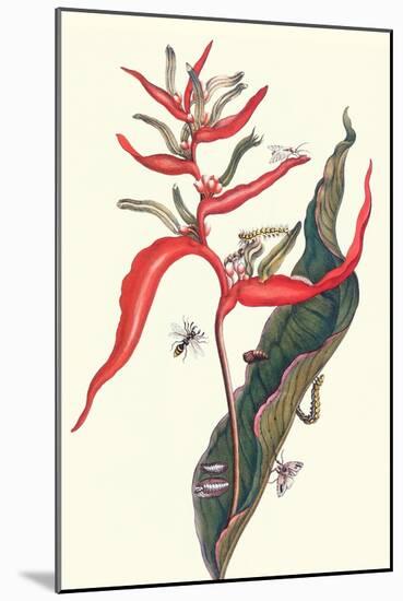 Heliconia and Potter Wasp-Maria Sibylla Merian-Mounted Art Print