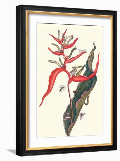 Heliconia and Potter Wasp-Maria Sibylla Merian-Framed Art Print