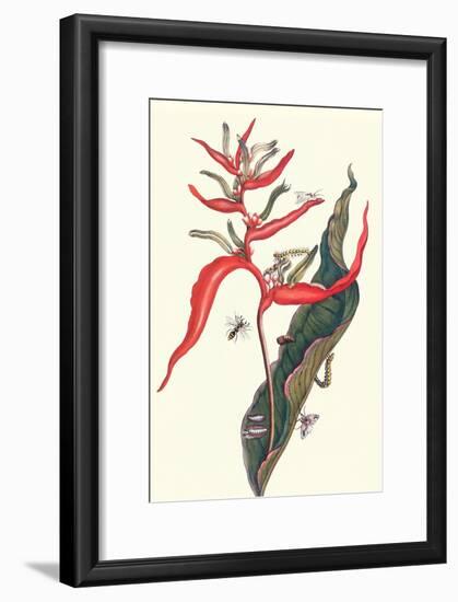 Heliconia and Potter Wasp-Maria Sibylla Merian-Framed Art Print