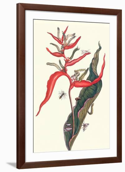 Heliconia and Potter Wasp-Maria Sibylla Merian-Framed Art Print