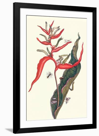 Heliconia and Potter Wasp-Maria Sibylla Merian-Framed Art Print