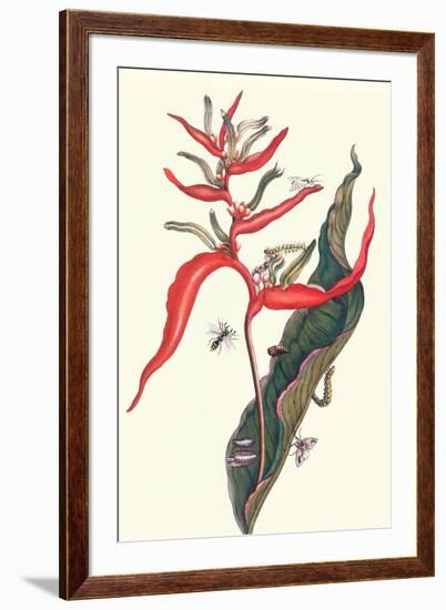 Heliconia and Potter Wasp-Maria Sibylla Merian-Framed Art Print