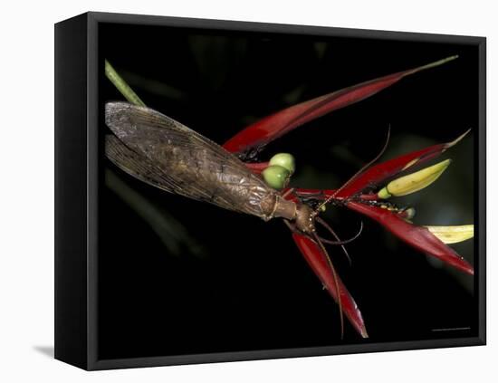 Heliconia and Stone Fly, Machu Picchu, Peru-Andres Morya-Framed Premier Image Canvas