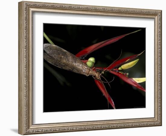 Heliconia and Stone Fly, Machu Picchu, Peru-Andres Morya-Framed Photographic Print