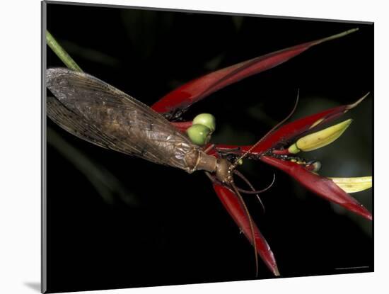 Heliconia and Stone Fly, Machu Picchu, Peru-Andres Morya-Mounted Photographic Print