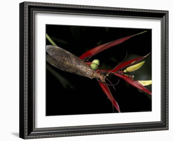 Heliconia and Stone Fly, Machu Picchu, Peru-Andres Morya-Framed Photographic Print