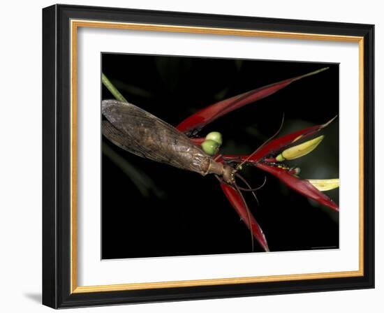 Heliconia and Stone Fly, Machu Picchu, Peru-Andres Morya-Framed Photographic Print
