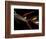 Heliconia and Stone Fly, Machu Picchu, Peru-Andres Morya-Framed Photographic Print