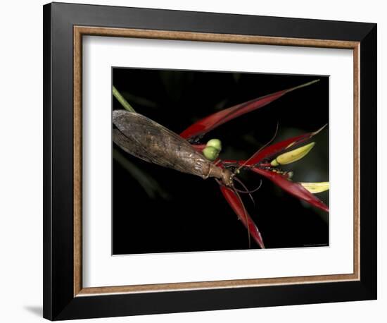 Heliconia and Stone Fly, Machu Picchu, Peru-Andres Morya-Framed Photographic Print