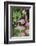 Heliconia, Asa Wright Nature Preserve-Ken Archer-Framed Photographic Print