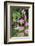 Heliconia, Asa Wright Nature Preserve-Ken Archer-Framed Photographic Print