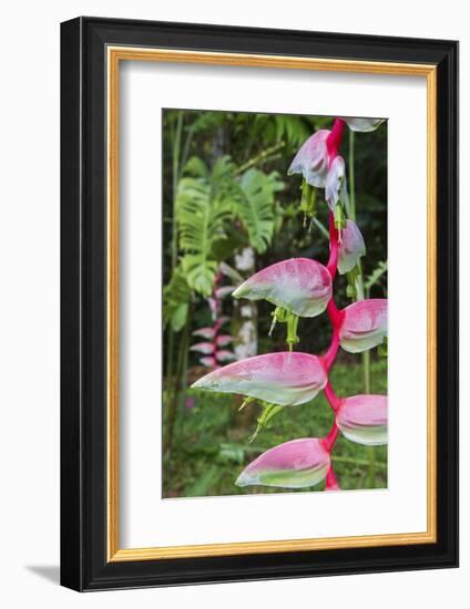 Heliconia, Asa Wright Nature Preserve-Ken Archer-Framed Photographic Print