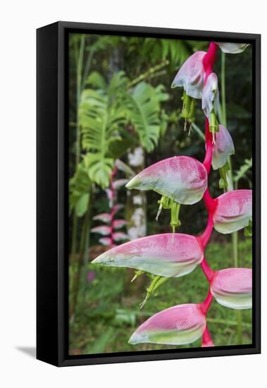 Heliconia, Asa Wright Nature Preserve-Ken Archer-Framed Premier Image Canvas
