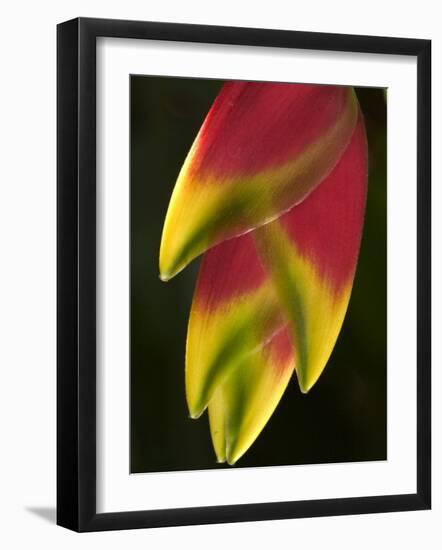 Heliconia at Foster Botanical Garden, Honolulu, Hawaii, USA-Bruce Behnke-Framed Photographic Print