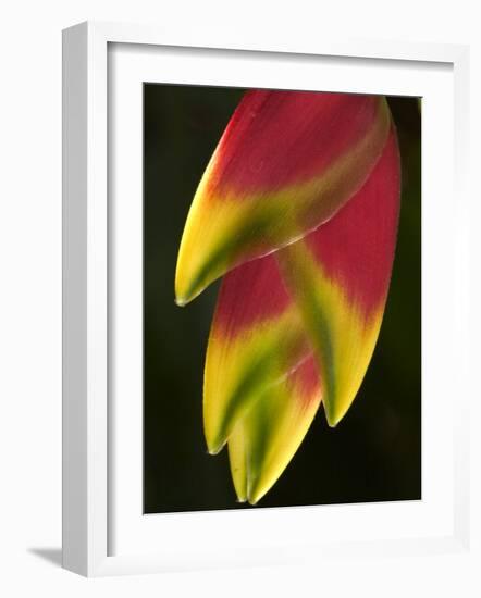 Heliconia at Foster Botanical Garden, Honolulu, Hawaii, USA-Bruce Behnke-Framed Photographic Print