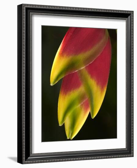 Heliconia at Foster Botanical Garden, Honolulu, Hawaii, USA-Bruce Behnke-Framed Photographic Print