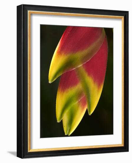 Heliconia at Foster Botanical Garden, Honolulu, Hawaii, USA-Bruce Behnke-Framed Photographic Print