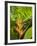 Heliconia, Costa Rica-Robert Harding-Framed Photographic Print