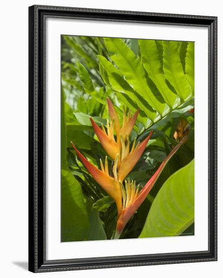 Heliconia, Costa Rica-Robert Harding-Framed Photographic Print