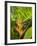 Heliconia, Costa Rica-Robert Harding-Framed Photographic Print