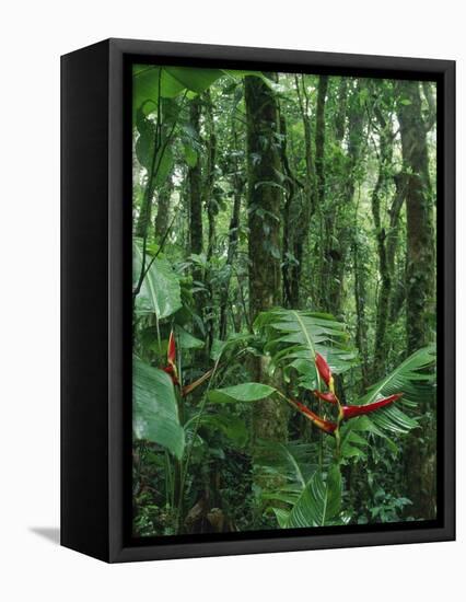 Heliconia flower, Costa Rica-Frans Lemmens-Framed Premier Image Canvas