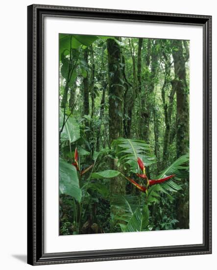 Heliconia flower, Costa Rica-Frans Lemmens-Framed Photographic Print