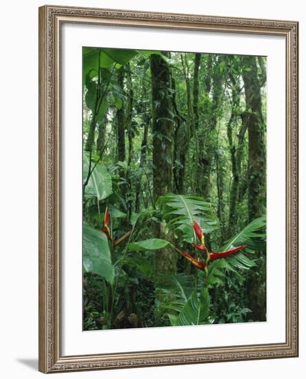 Heliconia flower, Costa Rica-Frans Lemmens-Framed Photographic Print