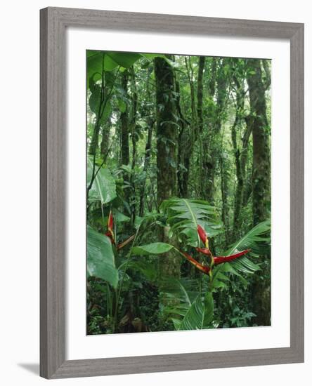 Heliconia flower, Costa Rica-Frans Lemmens-Framed Photographic Print