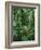 Heliconia flower, Costa Rica-Frans Lemmens-Framed Photographic Print