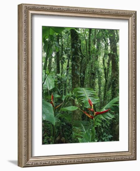 Heliconia flower, Costa Rica-Frans Lemmens-Framed Photographic Print