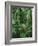 Heliconia flower, Costa Rica-Frans Lemmens-Framed Photographic Print