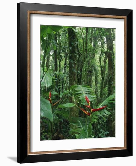 Heliconia flower, Costa Rica-Frans Lemmens-Framed Photographic Print