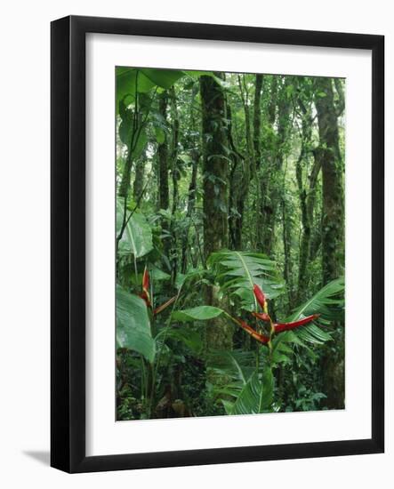 Heliconia flower, Costa Rica-Frans Lemmens-Framed Photographic Print