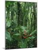 Heliconia flower, Costa Rica-Frans Lemmens-Mounted Photographic Print